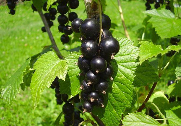 Currant leaves