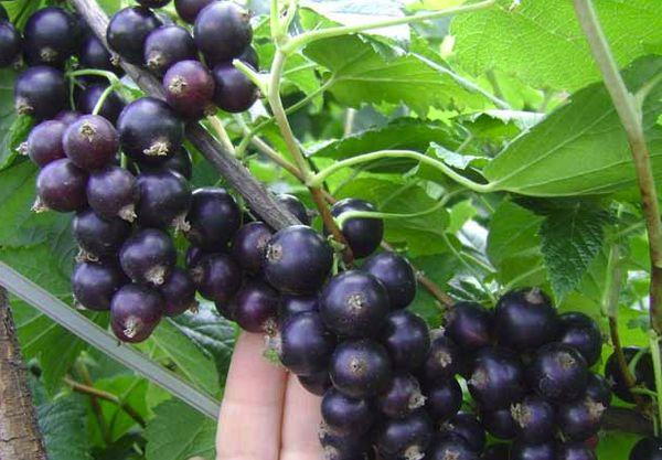 Fruits on a branch