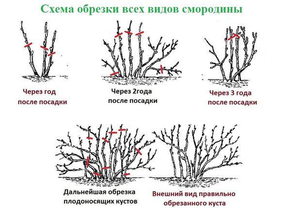 currant pruning