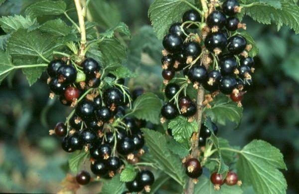 buah currant