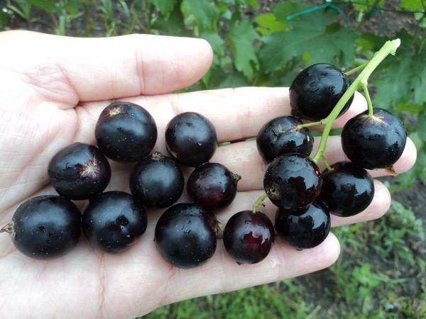 pematangan buah beri