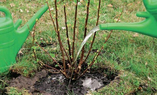 watering currants