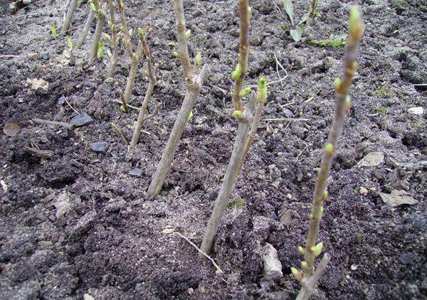 cuttings in the ground