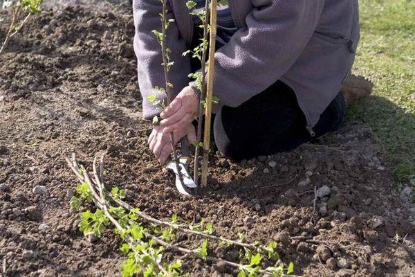 Sélection des jeunes arbres