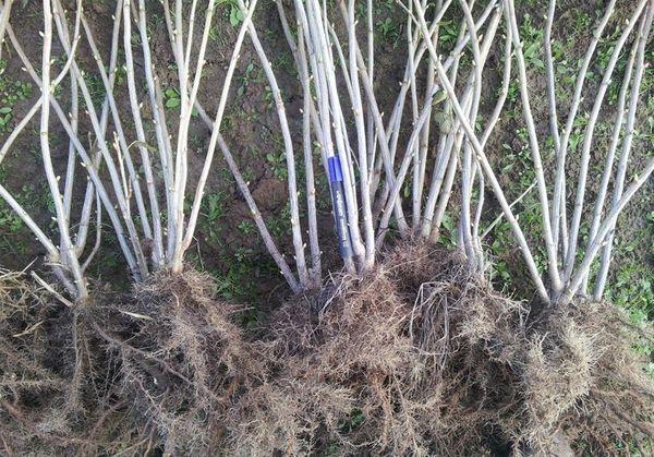 Sélection des jeunes arbres