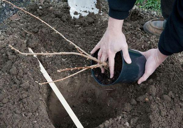 plantation de groseilles