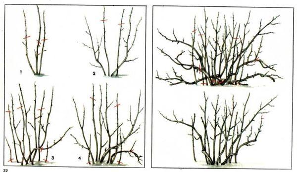 Pruning bushes