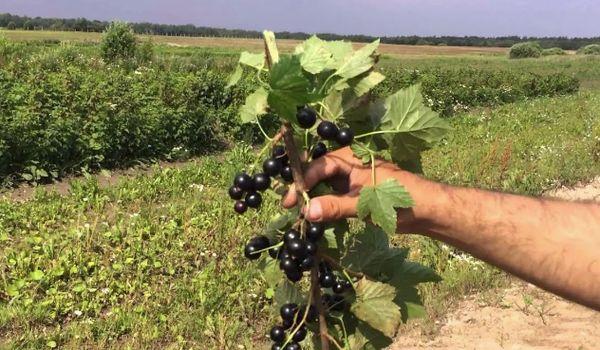 groseilles en croissance