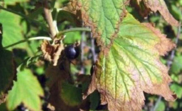 currant diseases