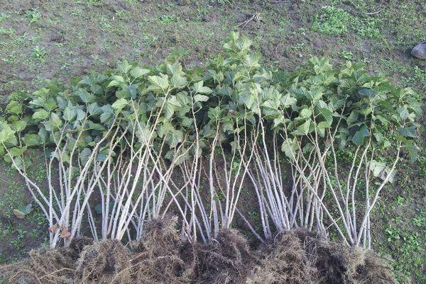 seedlings on the ground