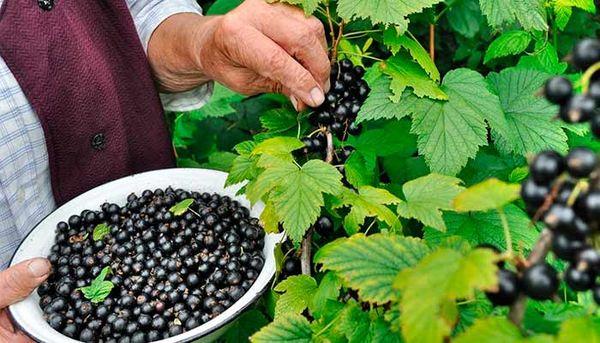 picking currants