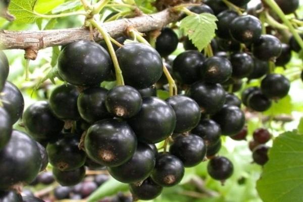 bunches on a branch