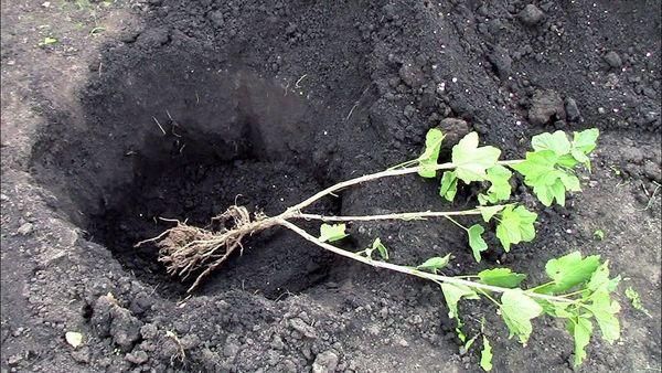 Planting currants