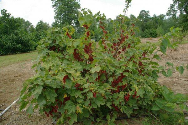 Buisson de cassis