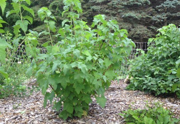 Currant bushes