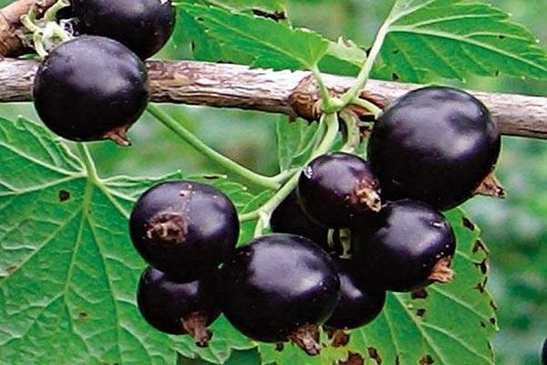 currant Raisin