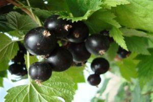 Description and characteristics of the raisin currant variety, planting and care