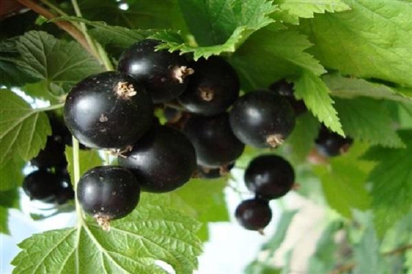 black berries