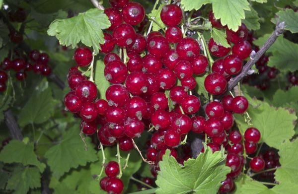 red berries