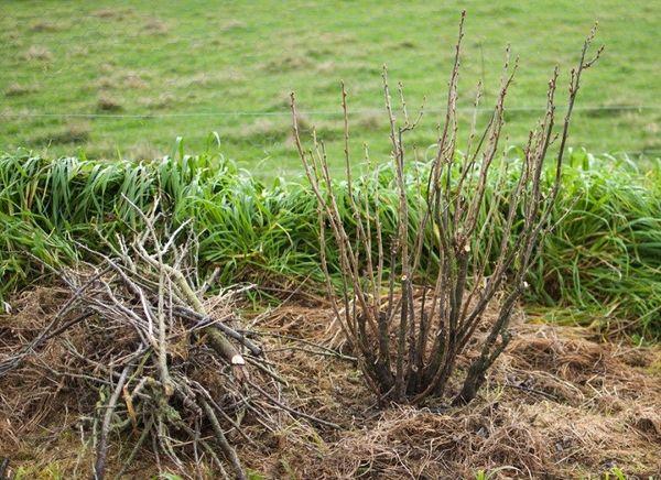 élaguer un buisson