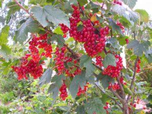 Description et caractéristiques de la variété de groseille rouge Nenaglyadnaya