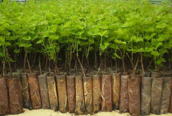 Currant seedlings