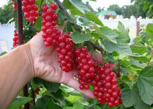 picking currants