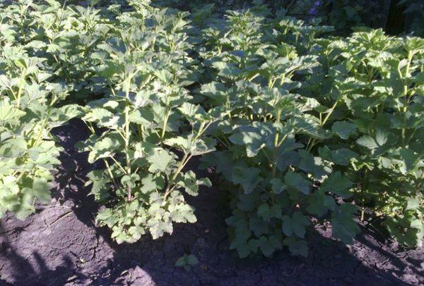 currant bushes