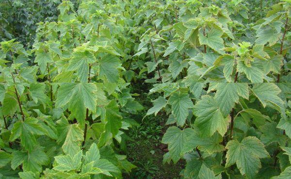 growing currants