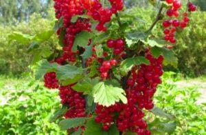 Caractéristiques et description des variétés de groseilles rouges Uralskaya krasavitsa