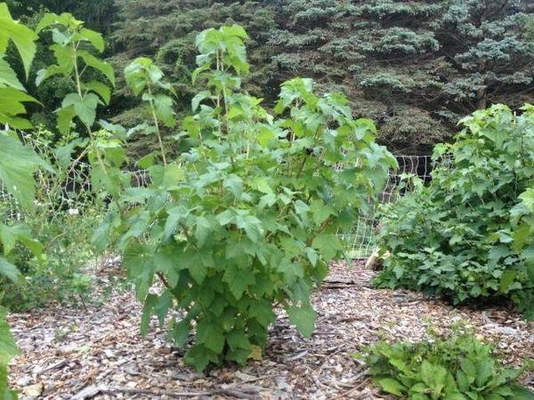 currants on the site