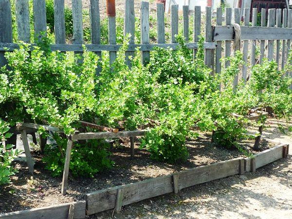 Planting currants