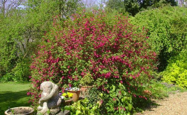 currant bush