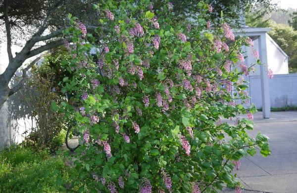 growing currants