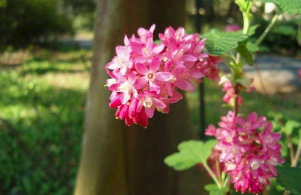 currant flowers