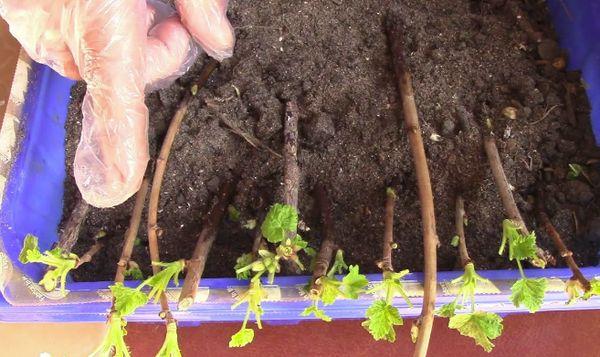 currant cuttings