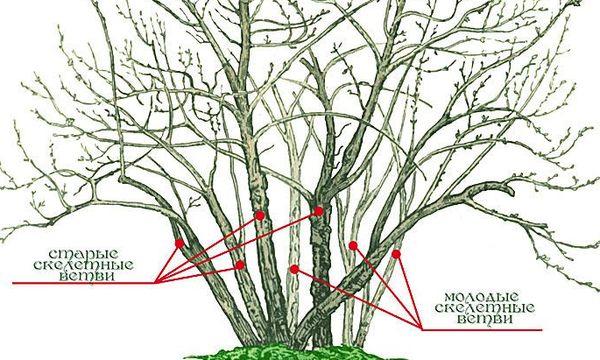 currant pruning