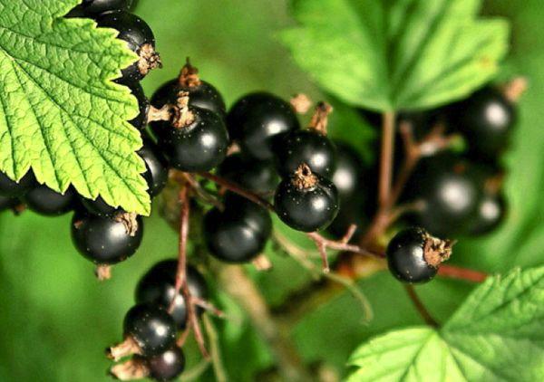 berries on a branch