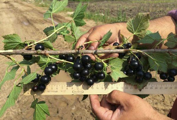 branch with currants