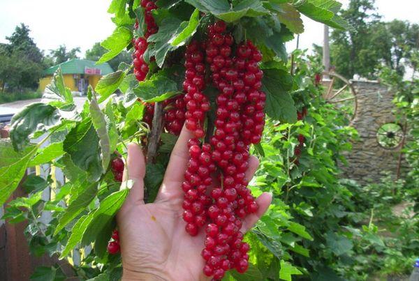 fruit de cassis