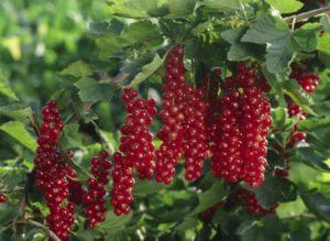 Description et caractéristiques des variétés de groseille rouge Rovada, plantation et entretien