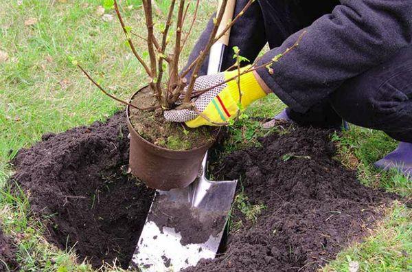 plantation de groseilles