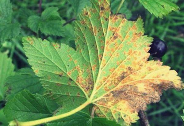 currant diseases