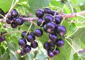 Características y descripción de la variedad de grosella Titania, plantación y cuidado.