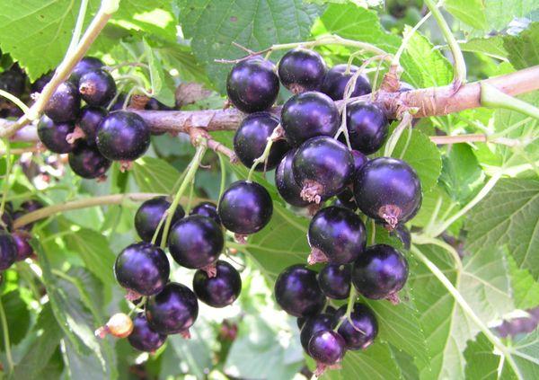 branch with currants