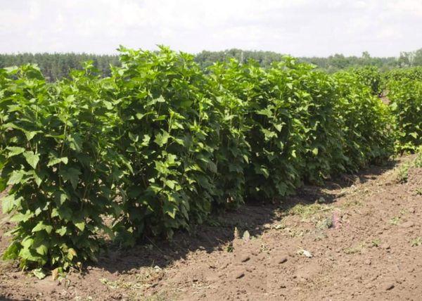 currant bushes