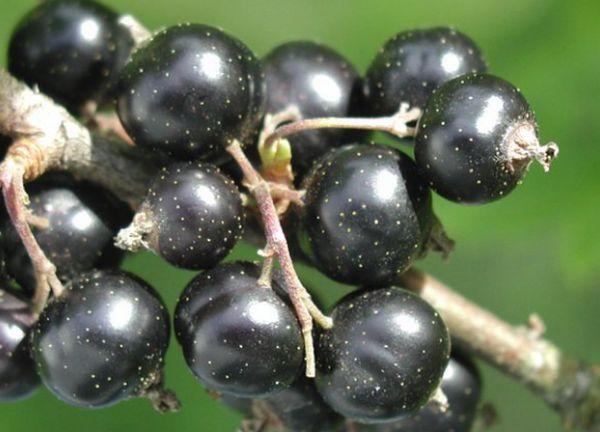 black berries