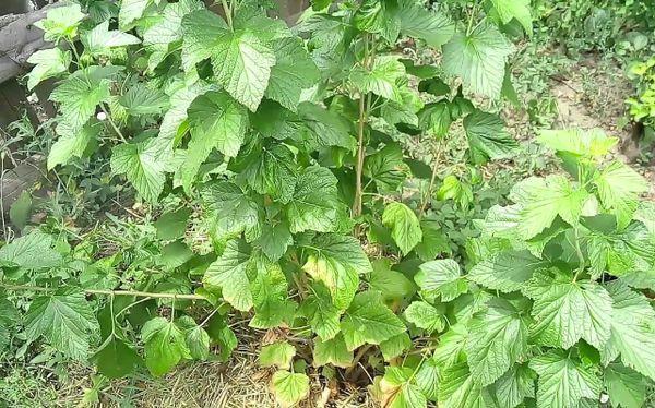 planting currants