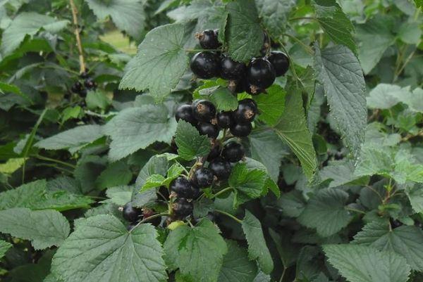 shrub with fruits