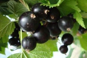 Description and characteristics of the Veloy currant variety, planting and care